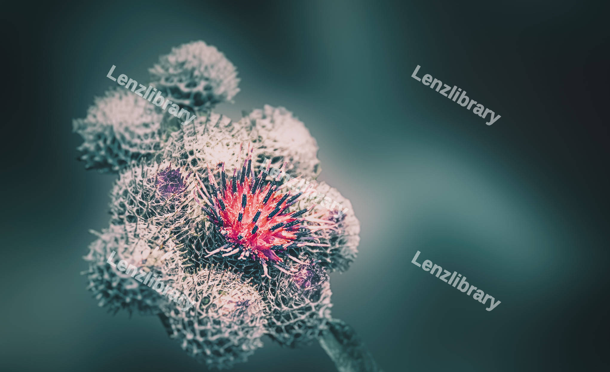 Close-up of thistle flowers